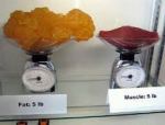 fat vs. muscle density
